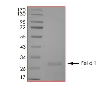 The purity of Fel d 1 was determined to be >90% by densitometry.
